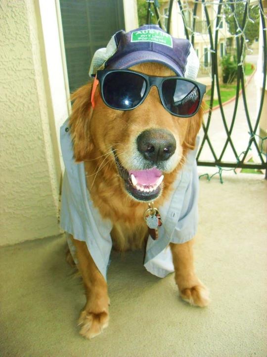 Shiner Dog - The Hipster