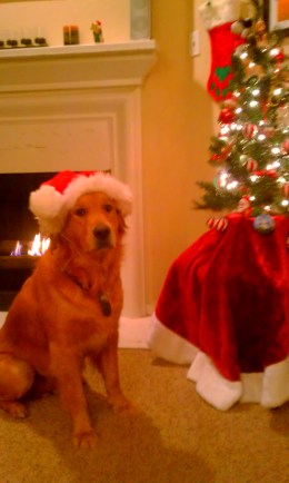 Christmas Shiner - 2011