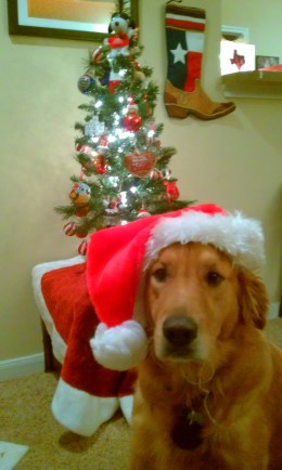 Santa Shiner - 2011