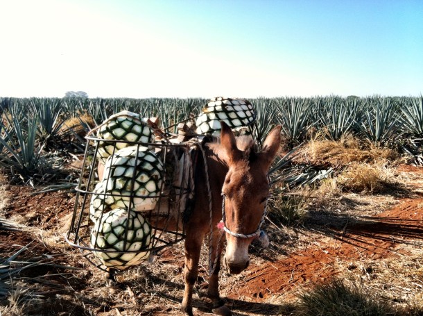 22b - Dulce Vida Organic Tequila Distillery Trip - Guadalajara & Mazamitla, Mexico - May 1-3, 2013