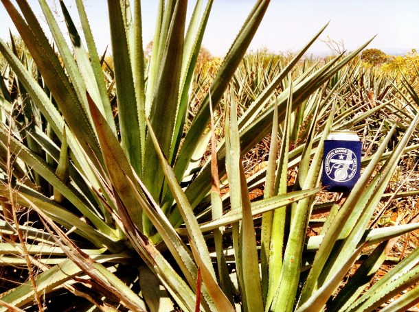 22f - Dulce Vida Organic Tequila Distillery Trip - Guadalajara & Mazamitla, Mexico - May 1-3, 2013